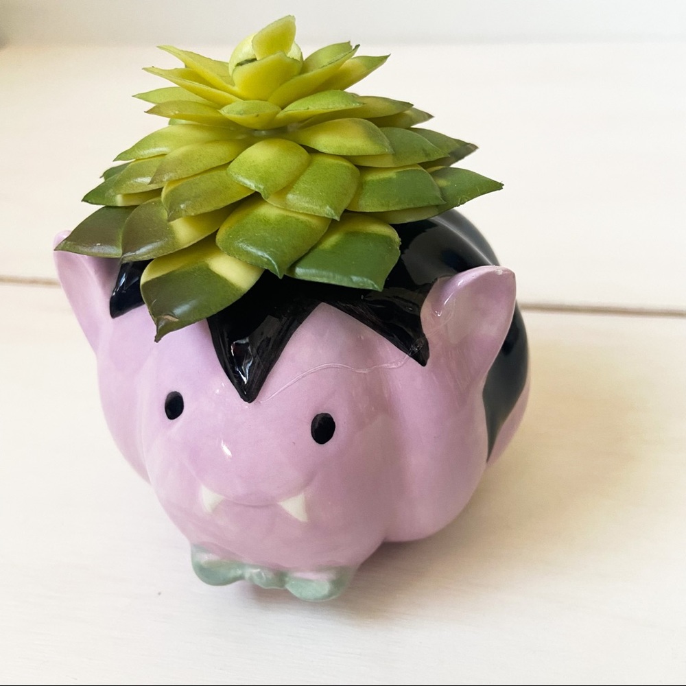 Vampire succulent - Picture 2 of 3